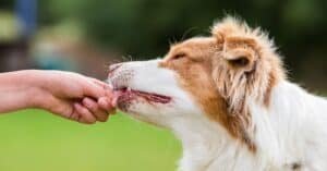 CBD Oil Doses for Your Pet