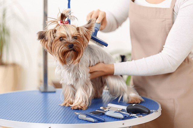 Grooming Your Dog