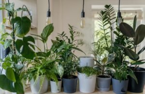 Plants for Decoration