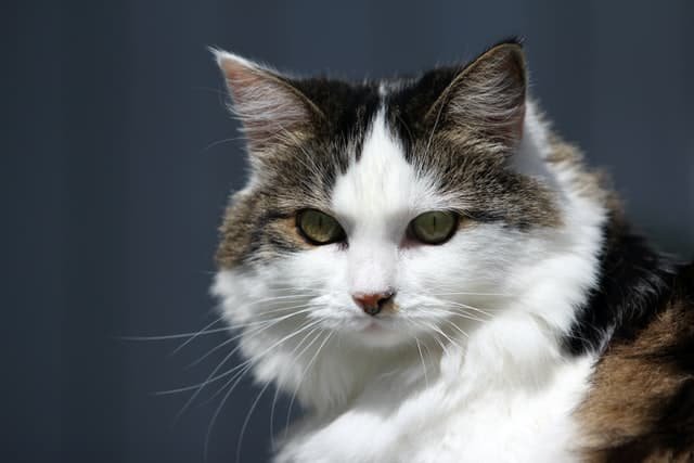 cats grumpy